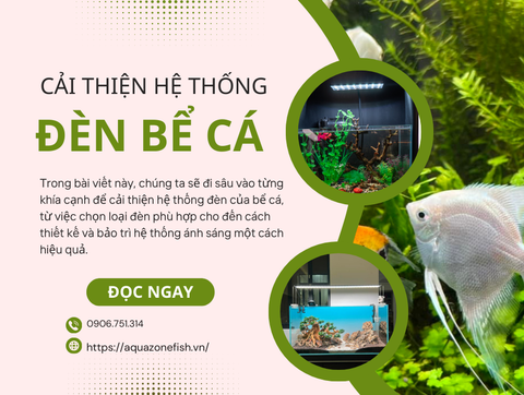 Cách Cải Thiện Hệ Thống Đèn Để Tạo Ánh Sáng Hiệu Quả Cho Bể Cá