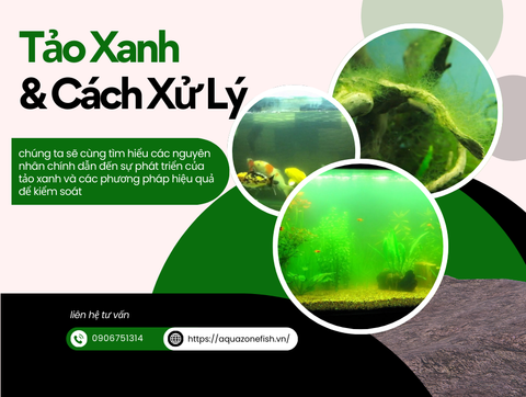 Cách Giải Quyết Vấn Đề Tảo Xanh Trong Bể Cá Thủy Sinh
