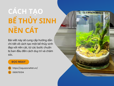 Cách Tạo Một Bể Thủy Sinh Đẹp Với Nền Cát
