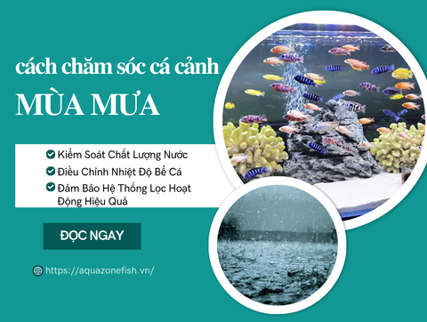 Cách Chăm Sóc Cá Cảnh Trong Mùa Mưa