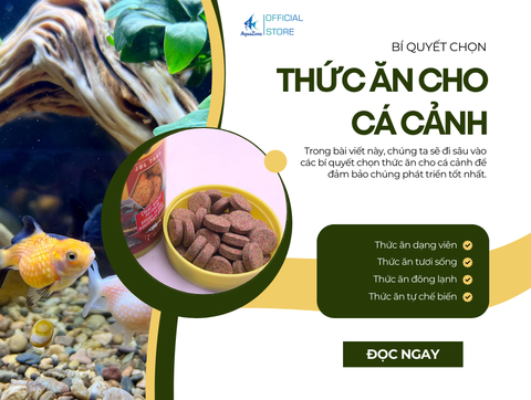 Bí Quyết Chọn Thức Ăn Cho Cá Cảnh Phát Triển Tốt