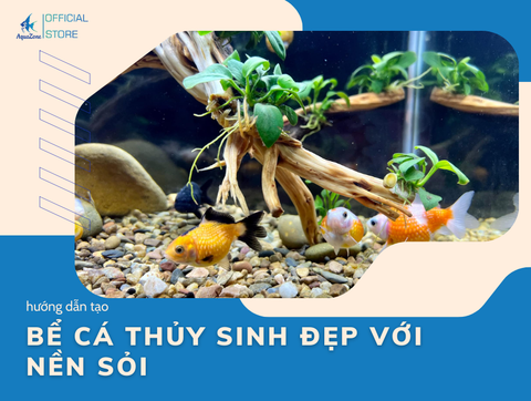Hướng Dẫn Tạo Một Bể Cá Thủy Sinh Đẹp Với Nền Sỏi