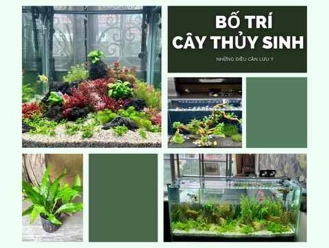 Những Điều Cần Lưu Ý Khi Bố Trí Cây Thủy Sinh Trong Bể Cá Mini