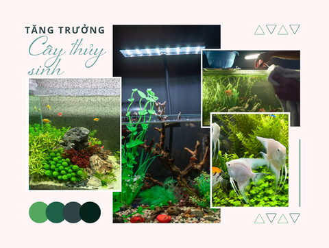 Những Yếu Tố Ảnh Hưởng Đến Sự Tăng Trưởng Của Cây Thủy Sinh Trong Bể Cá