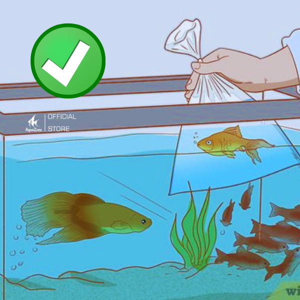 Thả cá vào bể nuôi sai cách là sai lầm cơ bản trong việc nuôi cá cảnh