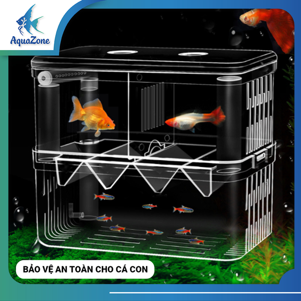 Lồng đẻ cho cá Quanlong