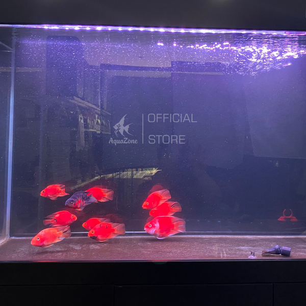 Đèn Led Rievrside M3 đa sắc dành cho hồ cá, phối màu RGB bằng phím lăn tiện lợi như dùng App