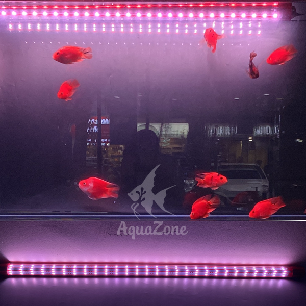 Đèn led 5D 5 hàng bóng RIverside chuyên dụng cho Huyết Long, Bối