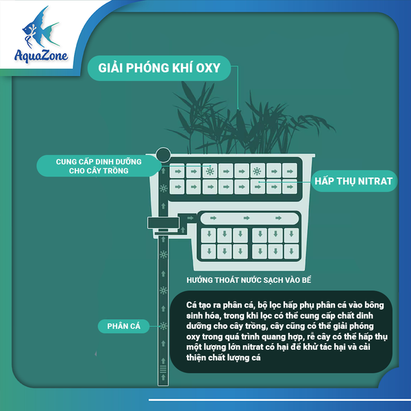 Lọc thác Yee pro 8w 10w kết hợp trồng cây cho bể cá, thủy sinh