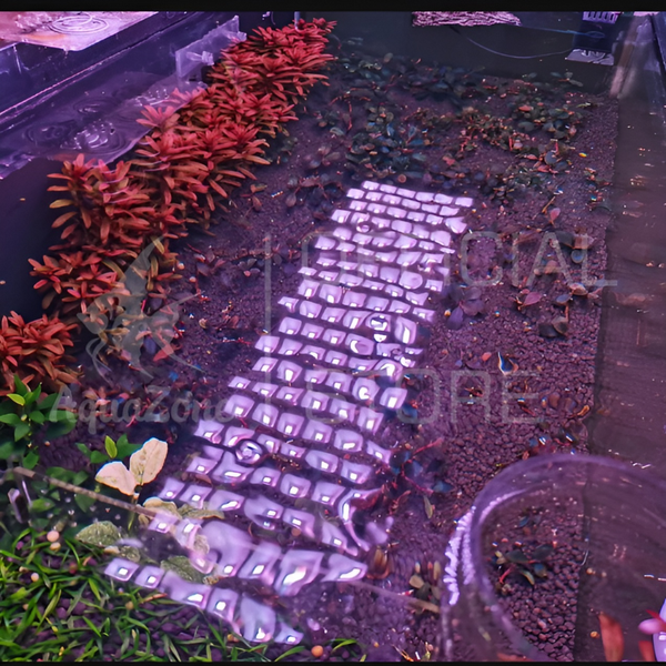 Đèn thủy sinh Netlea AT6PRO