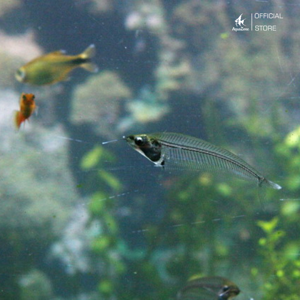Cá Thủy Tinh cộng sinh được với nhiều loài cá khác