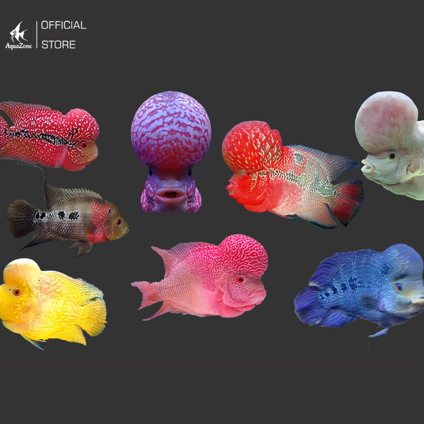 Màu sắc cá La Hán rất đa dạng