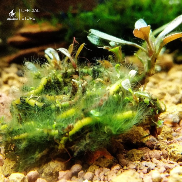 Giảm tình trạng tảo rêu phát triển