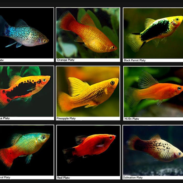 Cá mún có màu sắc đa dạng