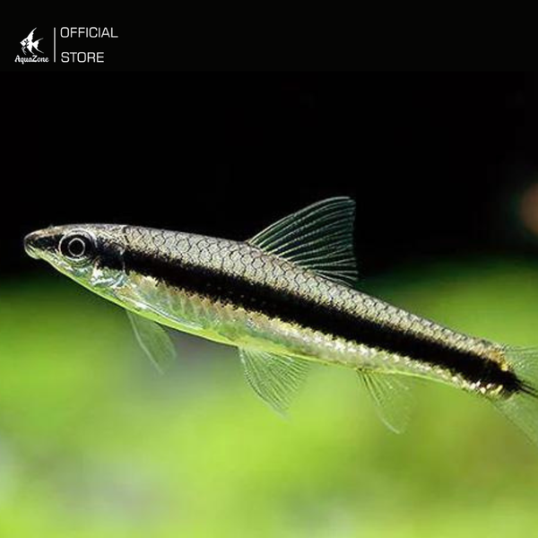 Cá bút chì - loài cá ăn rêu hiệu quả