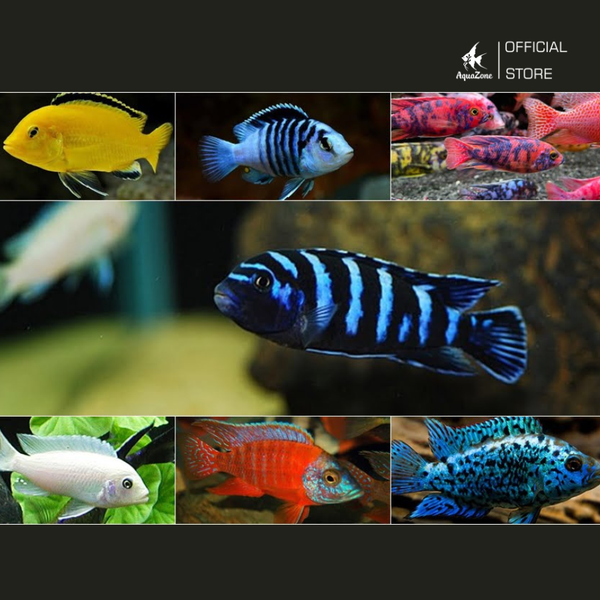 Màu sắc đa dạng của cá Ali