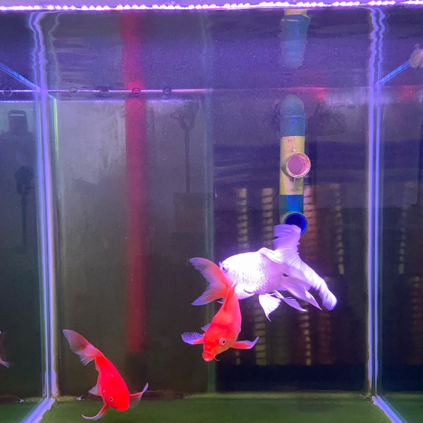Đèn led tròn 8 hàng bóng XML đỏ trắng vàng dành cho cá rồng, cá Koi siêu sáng, siêu thực