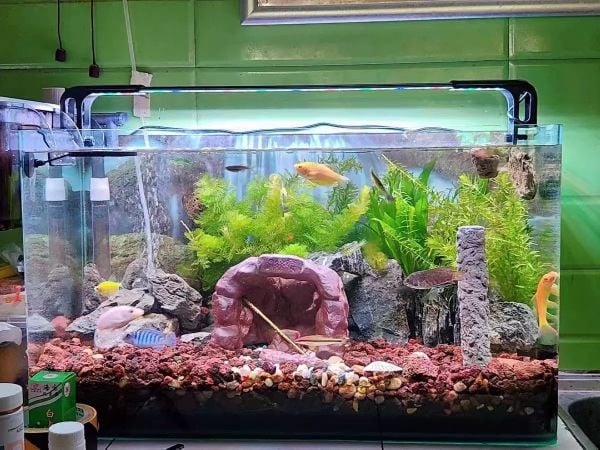 Đèn led máng thay đổi chế độ màu WRGB Riverzone SD dành cho bể cá, thủy sinh