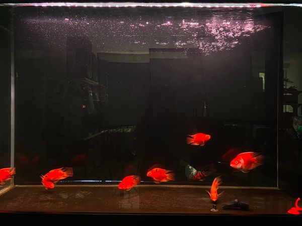 Đèn led hồ cá 2 hàng bóng đa sắc 11 cấp độ màu Riverside Magic Light M2 công nghệ mới