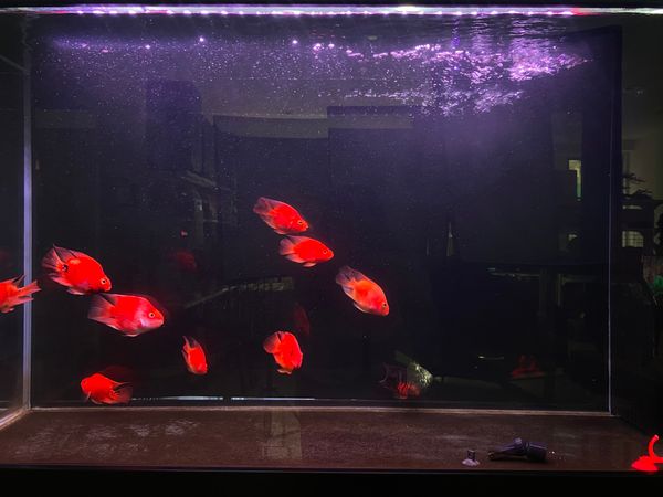 Đèn led hồ cá 2 hàng bóng đa sắc 11 cấp độ màu Riverside Magic Light M2 công nghệ mới