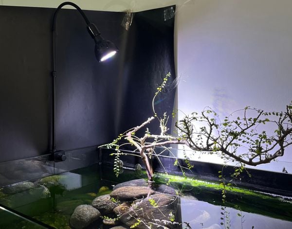 đèn rọi cho bể bán cán Riverzone 35w 45w