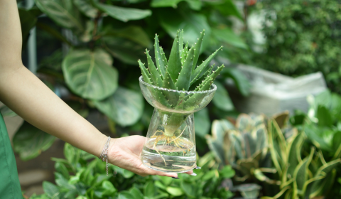 Chăm sóc cây thủy sinh như thế nào là đúng?