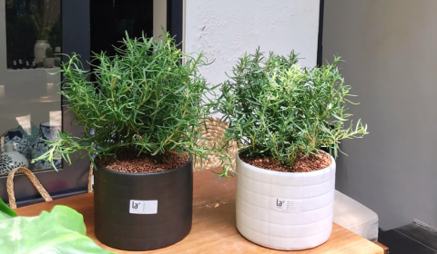 Hương thảo của bạn sẽ phát triển khỏe mạnh chỉ với 3 yếu tố cơ bản