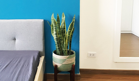 3 gợi ý về cây xanh trồng trong phòng ngủ của bạn