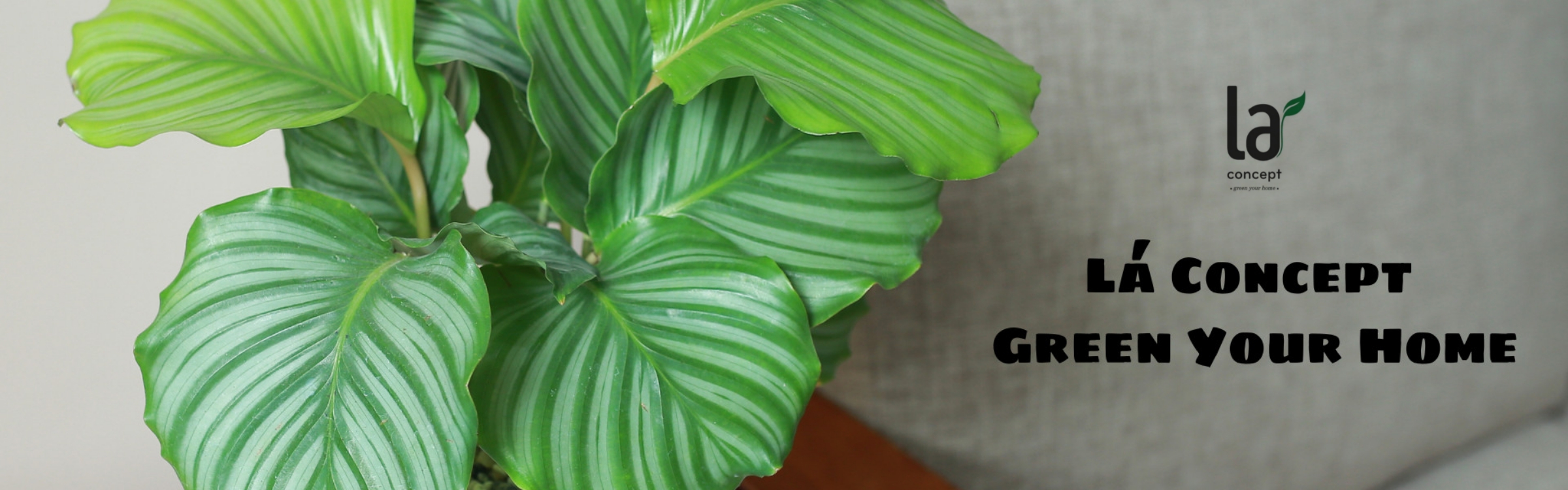 Sản phẩm nổi bật