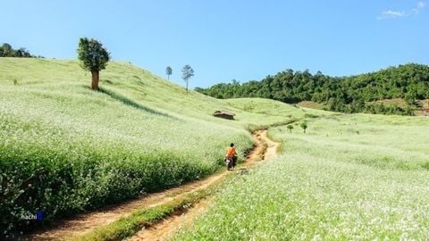 MỘC CHÂU - MÙA HOA CẢI TRẮNG