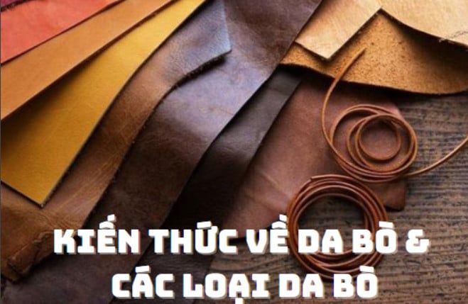 KIẾN THỨC VỀ DA BÒ VÀ CÁC LOẠI DA BÒ