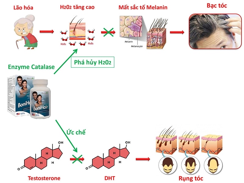 Bonihair giúp ngăn chặn và đảo ngược quá trình bạc tóc.