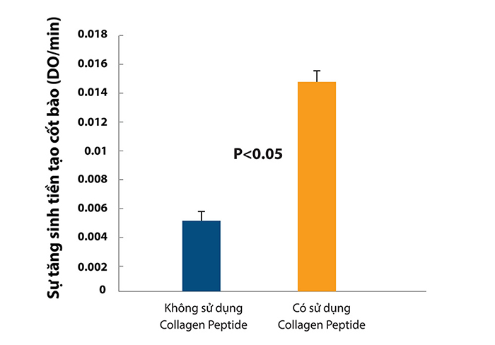 Collagen peptide hỗ trợ tăng sinh tạo cốt bào xương