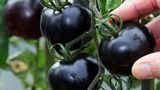 TOP 5 LỢI ÍCH CỦA CÀ CHUA ĐEN
