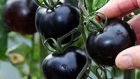 TOP 5 LỢI ÍCH CỦA CÀ CHUA ĐEN