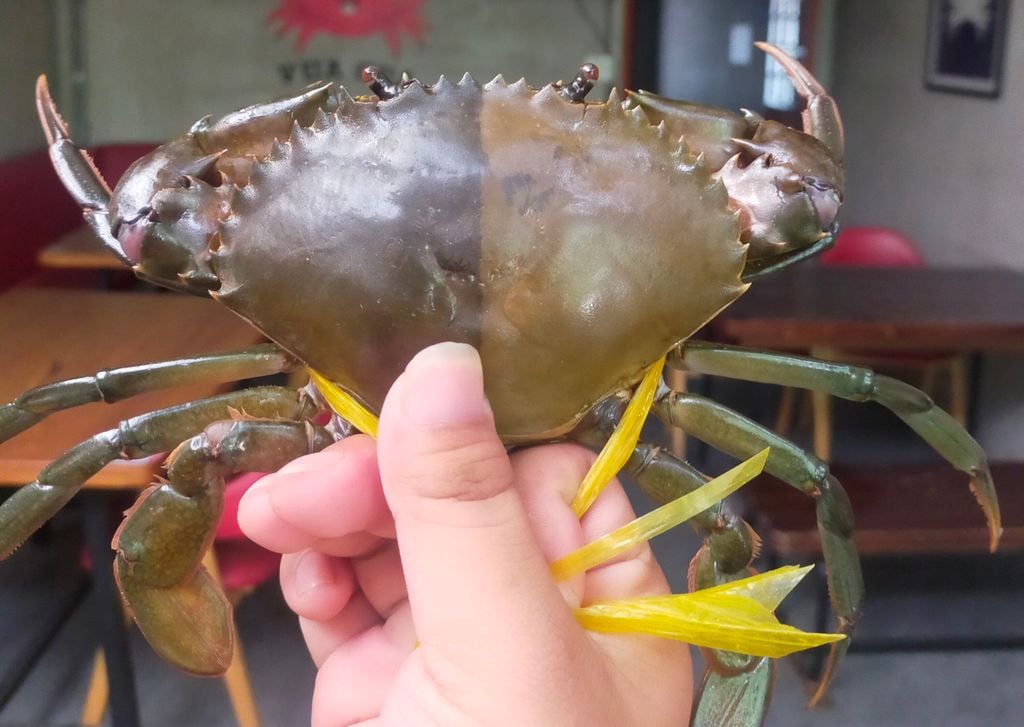 TPHCM: Phát hiện con cua Cà Mau mang hai màu độc nhất