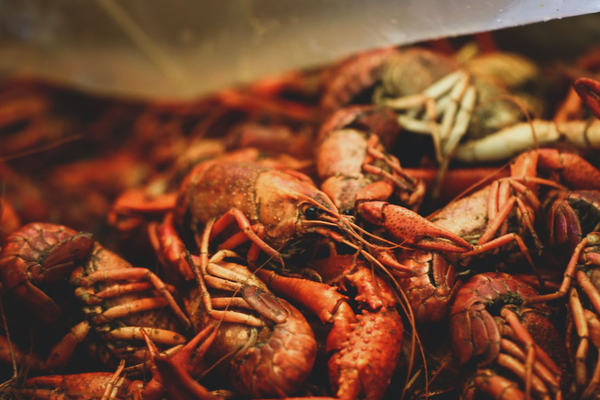 Tôm Crawfish Giá Tốt T03/2024