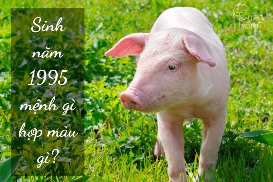 1995 Mệnh Gì Hợp Màu Nào? Cẩm Nang Phong Thủy cho Tuổi Ất Hợi