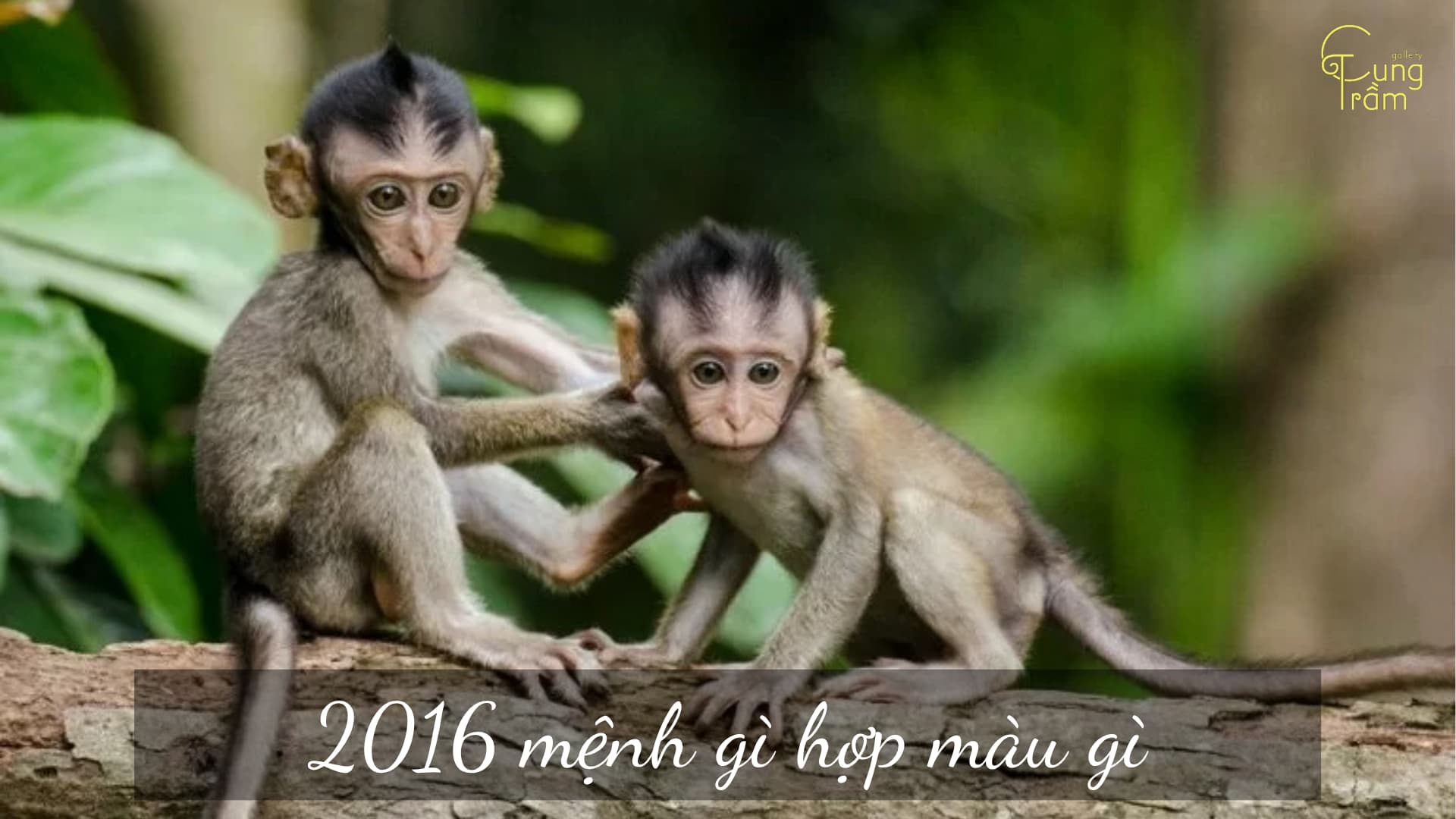 2016 mệnh gì hợp màu gì? Cẩm nang toàn diện cho cha mẹ về bé Bính Thân