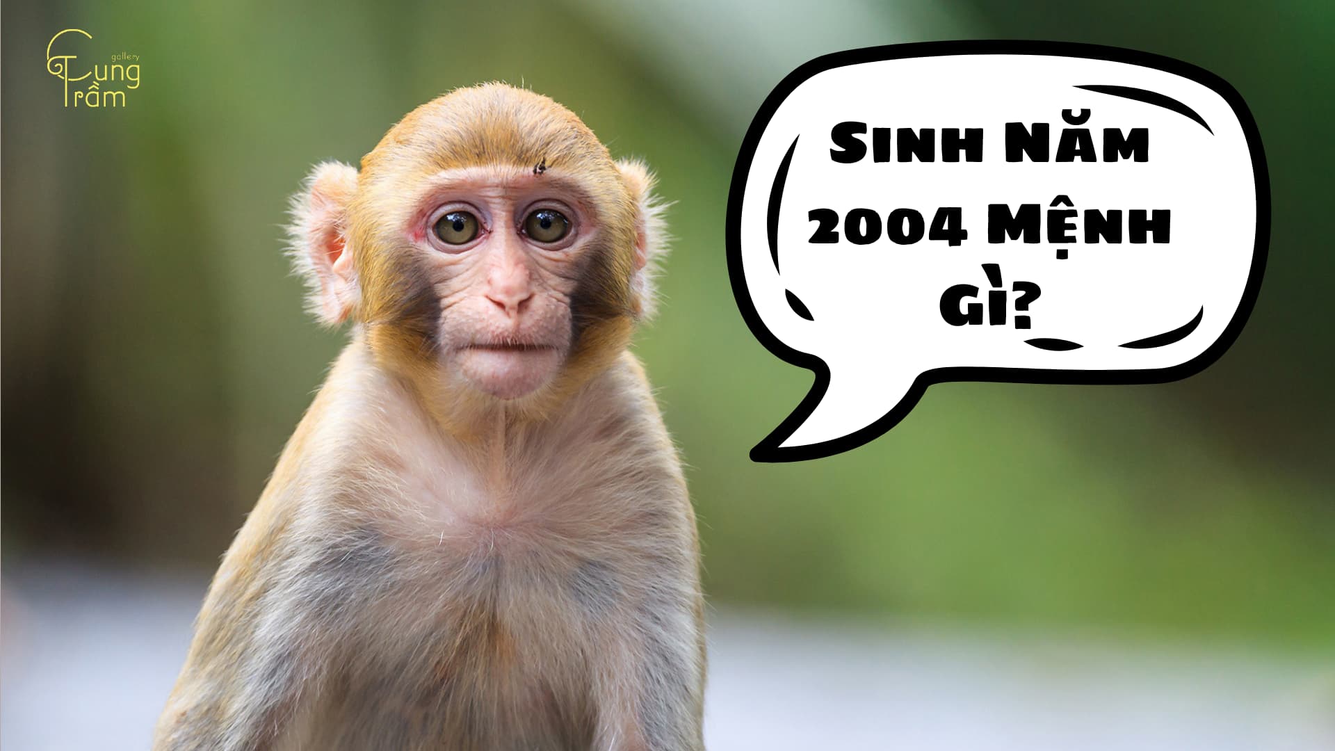 Sinh Năm 2004 Mệnh Gì? Tuổi Giáp Thân Hợp Với Màu Gì, Tuổi Gì?