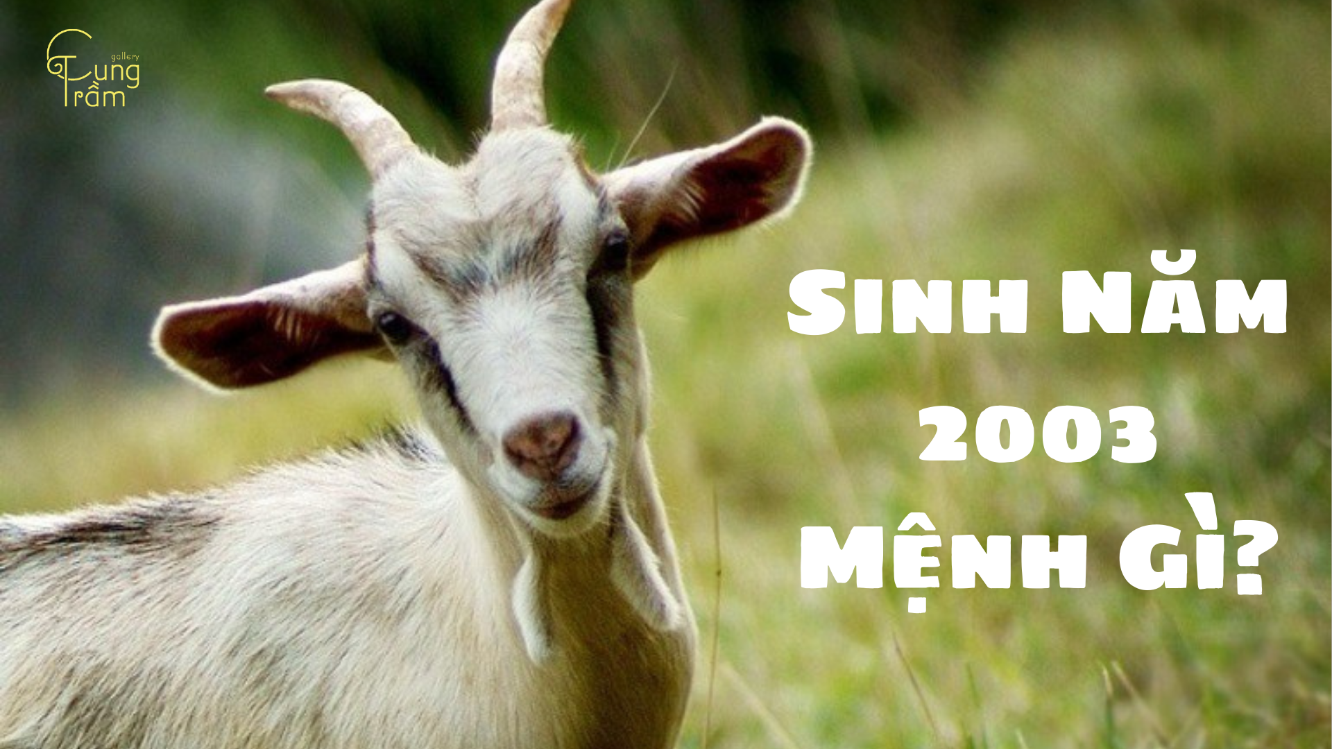 Sinh Năm 2003 Mệnh Gì? Tuổi Quý Mùi Hợp Tuổi Nào, Màu Gì Nhất?