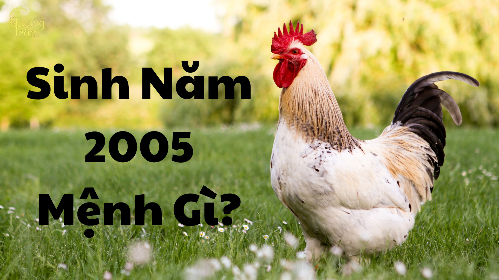 Sinh Năm 2005 Mệnh Gì? Tuổi Ất Dậu Hợp Tuổi Nào, Màu Gì & Luận Giải Chi Tiết