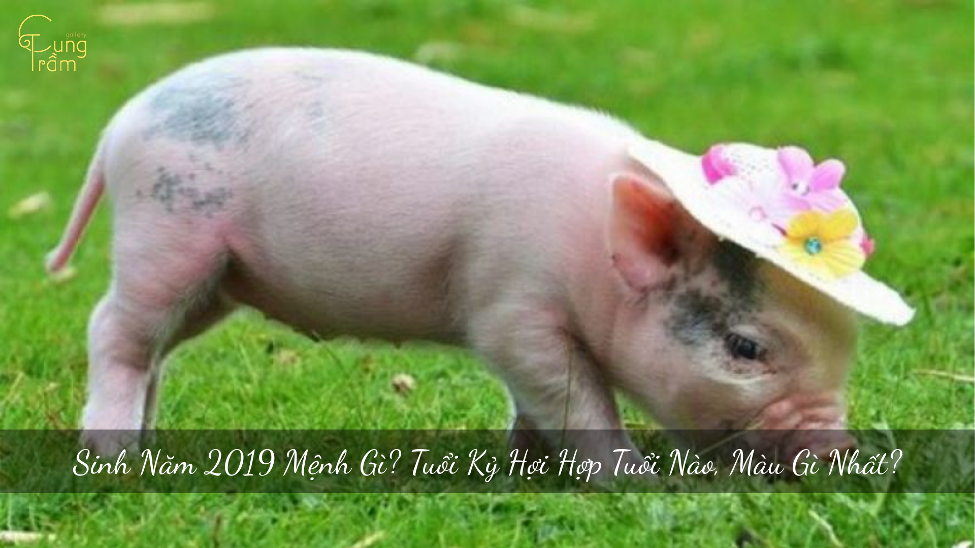 Sinh Năm 2019 Mệnh Gì? Tuổi Kỷ Hợi Hợp Tuổi Nào, Màu Gì Nhất?