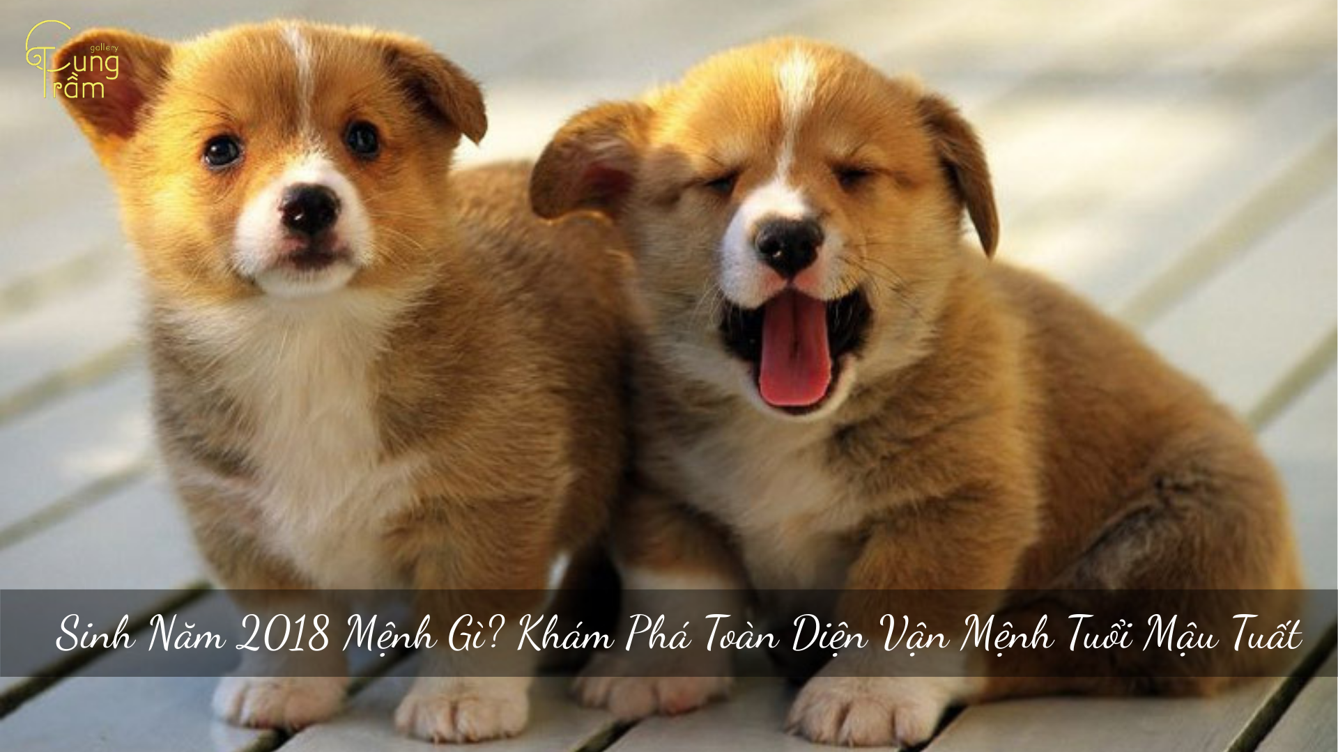 Sinh Năm 2018 Mệnh Gì? Khám Phá Toàn Diện Vận Mệnh Tuổi Mậu Tuất