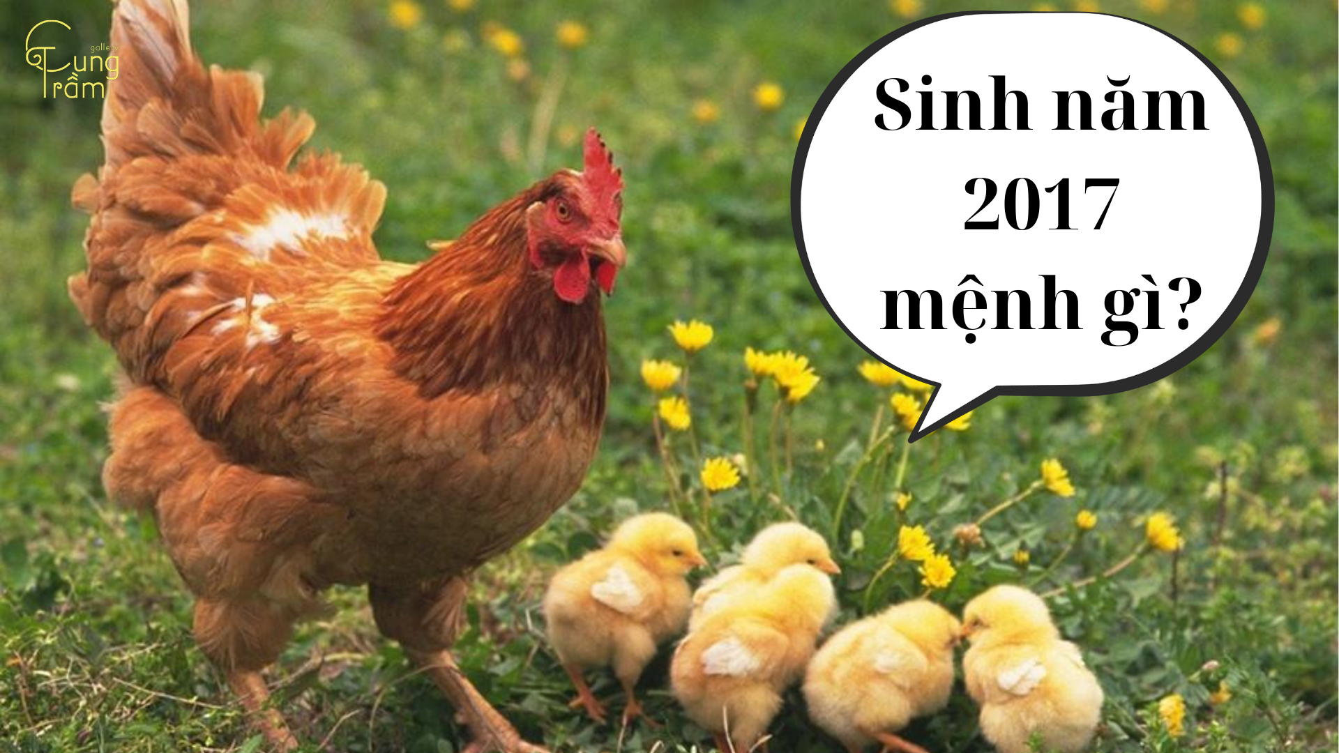 Sinh Năm 2017 Mệnh Gì? Tuổi Đinh Dậu Hợp Tuổi Nào, Màu Gì Nhất?