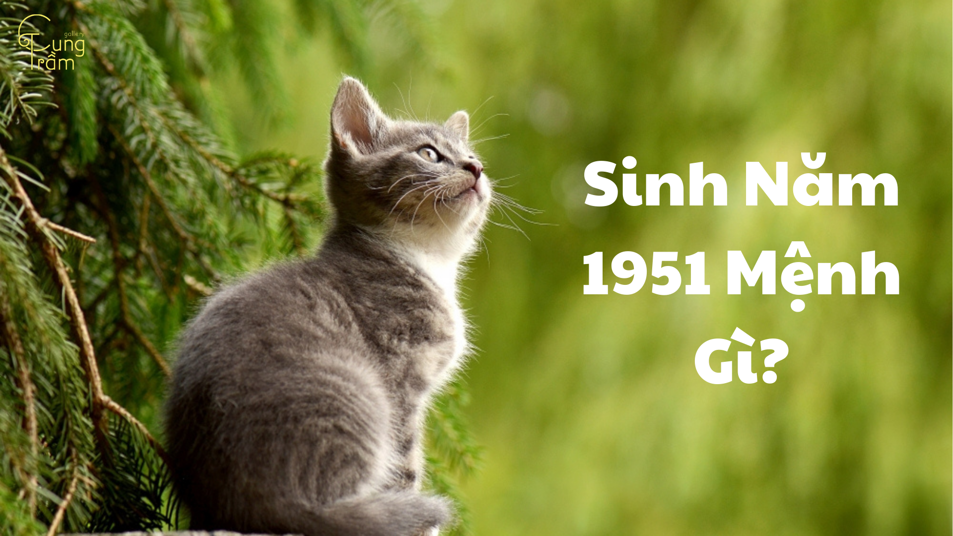 1951 là mệnh gì? Bí quyết giữ gìn sức khỏe cho người tuổi Tân Mão