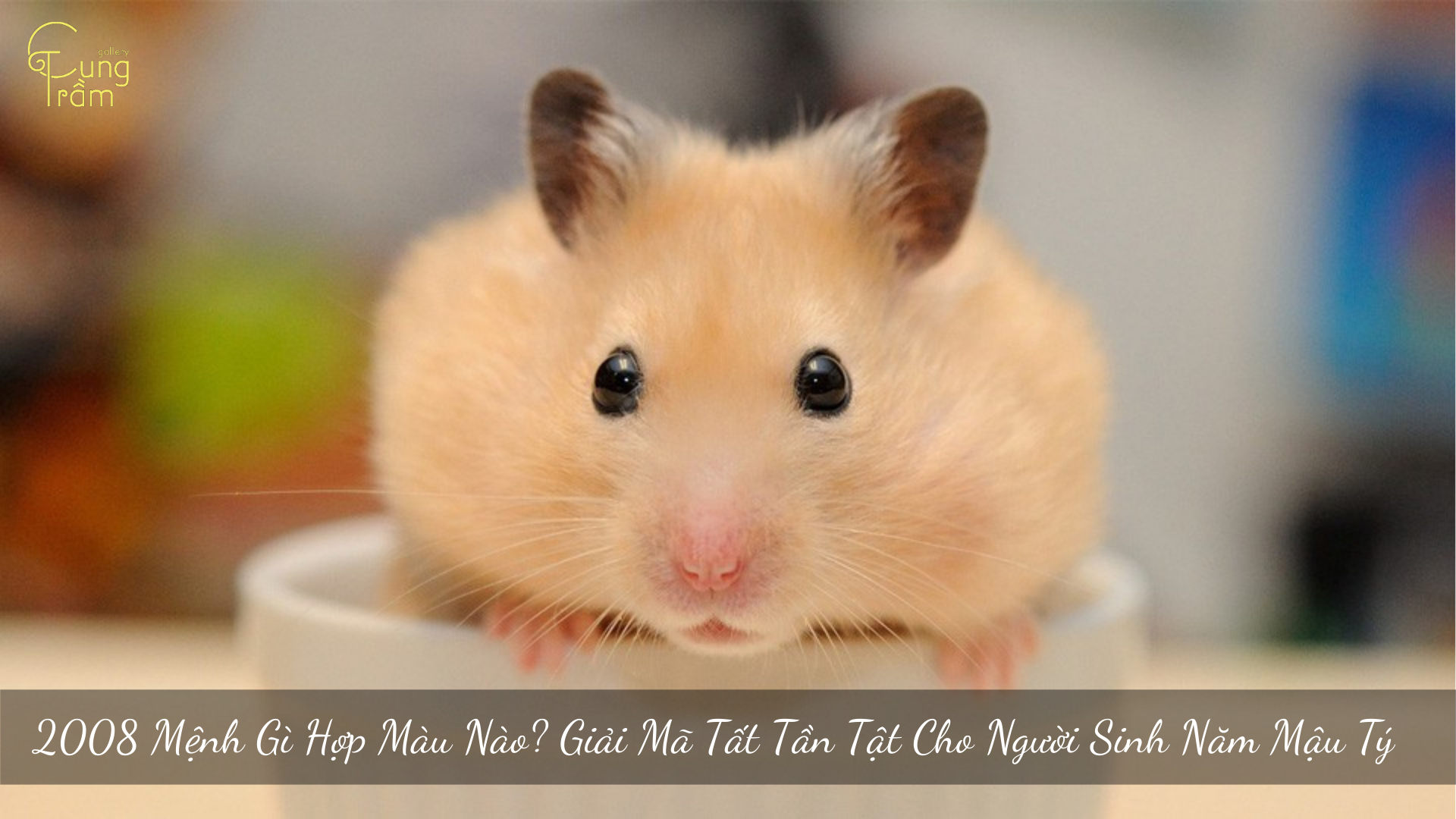 2008 Mệnh Gì Hợp Màu Nào? Luận Giải Chi Tiết Người Sinh Năm Mậu Tý