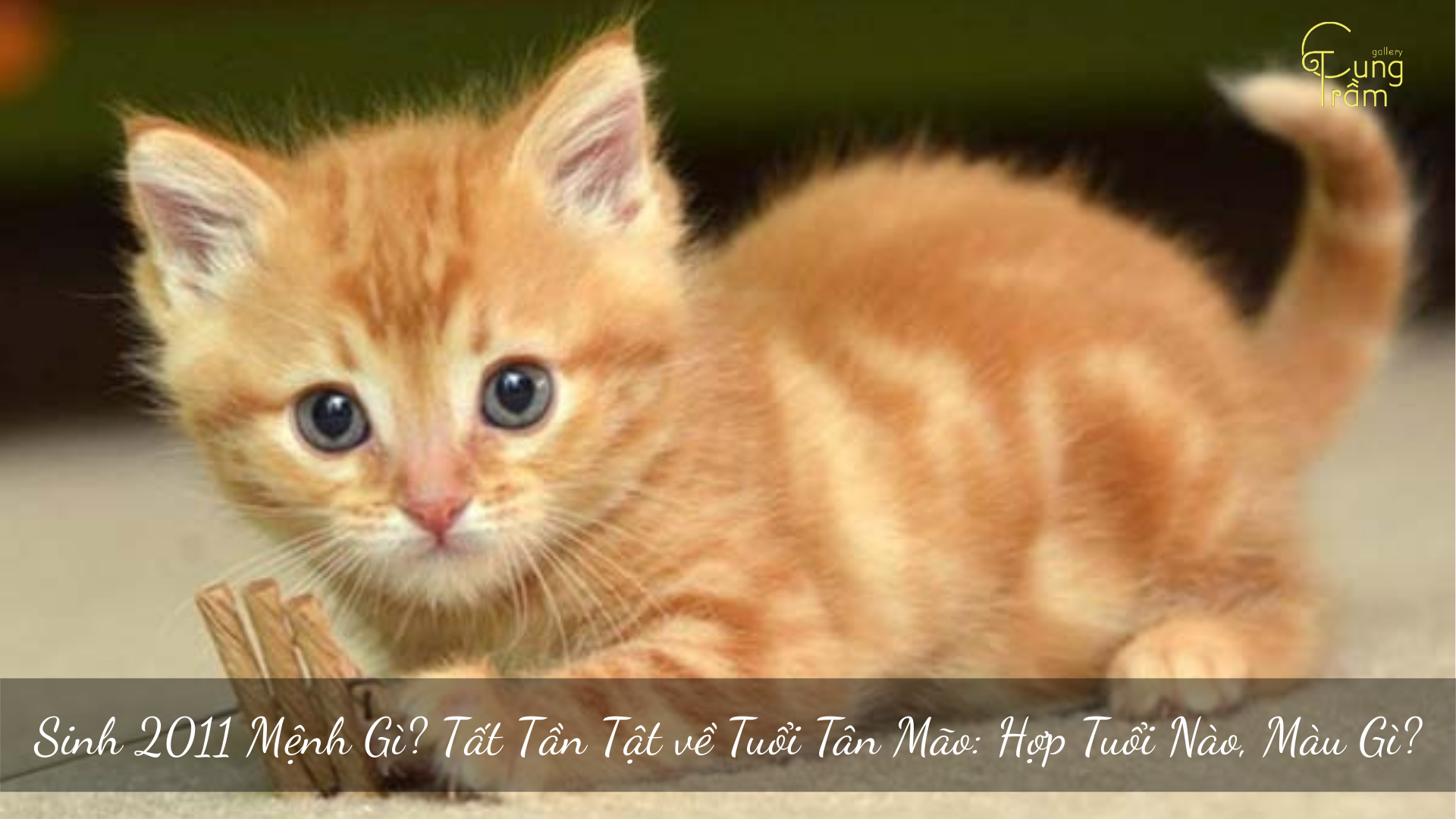Sinh 2011 Mệnh Gì? Tất Tần Tật về Tuổi Tân Mão: Hợp Tuổi Nào, Màu Gì?