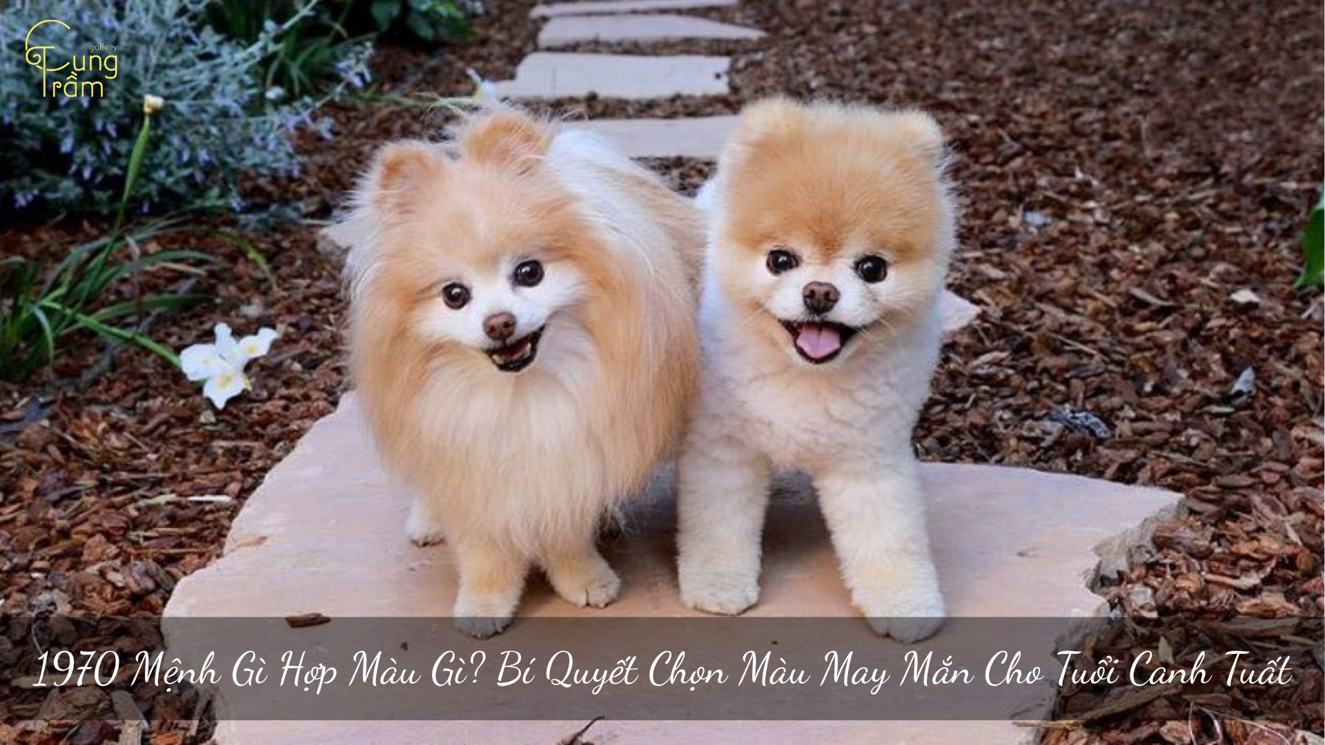 1970 Mệnh gì Hợp màu gì? Bí quyết chọn màu may mắn cho Tuổi Canh Tuất
