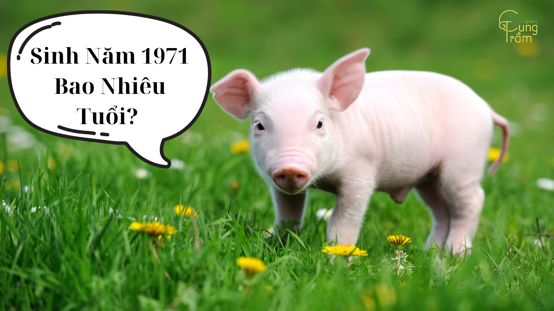 Sinh năm 1971 bao nhiêu tuổi? Chi tiết tử vi và số mệnh tuổi Tân Hợi